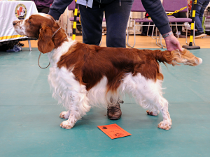 Special Open Dog or Bitch